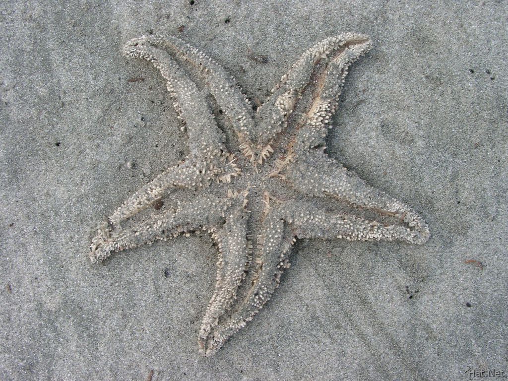 star fish