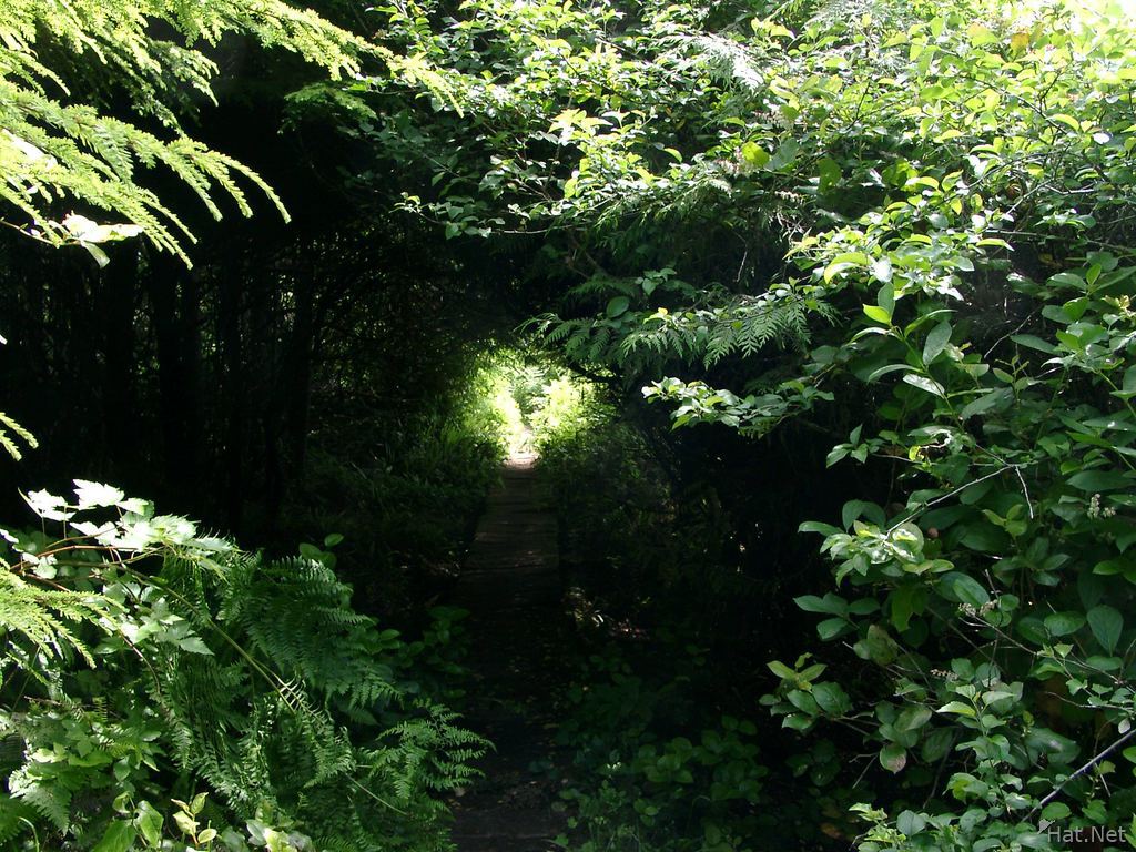 tree tunnels