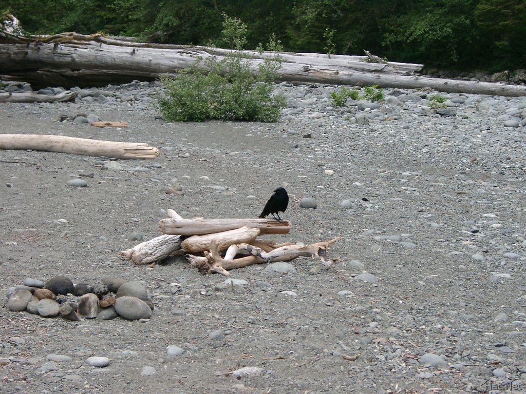 crows at west coast trail