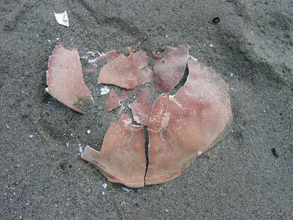 crashed crab shell