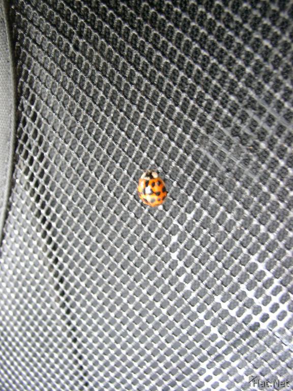 lady bug on my backpack