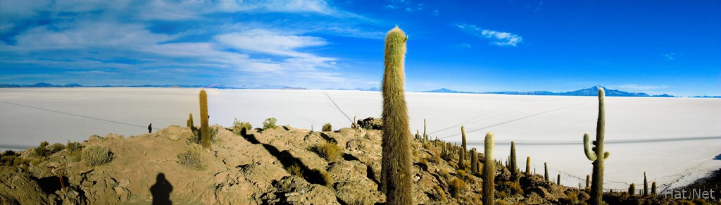 salt lake cactus island