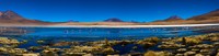 flamingo lake Laguna Colorado, Potosi Department, Bolivia, South America