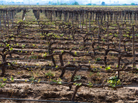 cafayate vineyard Cafayate, Jujuy and Salta Provinces, Argentina, South America