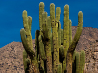 cactus in cafayate Cafayate, Jujuy and Salta Provinces, Argentina, South America