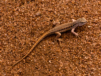 lizard Cafayate, Jujuy and Salta Provinces, Argentina, South America