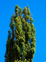 tower tree to coctaca Humahuaca, Jujuy and Salta Provinces, Argentina, South America