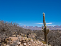 lone cactus Humahuaca, Jujuy and Salta Provinces, Argentina, South America