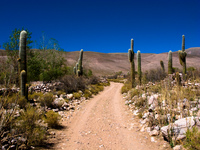 cactus road Humahuaca, Jujuy and Salta Provinces, Argentina, South America