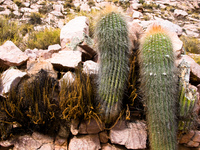 dual cactus Humahuaca, Jujuy and Salta Provinces, Argentina, South America