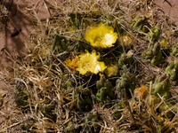 two yellow cactus flowers Humahuaca, Jujuy and Salta Provinces, Argentina, South America
