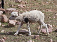 marry has a little lamb Humahuaca, Jujuy and Salta Provinces, Argentina, South America
