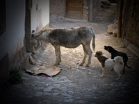 dogs attack donkey Tilcara, Iruya, Jujuy and Salta Provinces, Argentina, South America