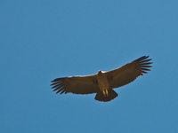 flying condor Iruya, Humahuaca, Jujuy and Salta Provinces, Argentina, South America