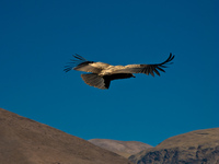 view--condor rising with warm air Iruya, Humahuaca, Jujuy and Salta Provinces, Argentina, South America