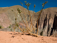 clinging to cliffside Tilcara, Iruya, Jujuy and Salta Provinces, Argentina, South America