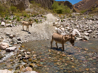 donkey crossing river Iruya, Jujuy and Salta Provinces, Argentina, South America