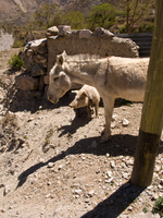 donkey and pig Iruya, Jujuy and Salta Provinces, Argentina, South America