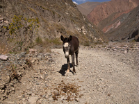hostile donkey Iruya, Jujuy and Salta Provinces, Argentina, South America
