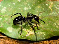 20091002123632_view--tiger_ant