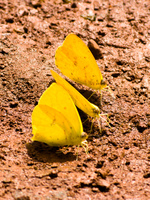 butterfly threesome Puerto Igua�u, Salta, Misiones, Salta and Jujuy Province, Argentina, South America