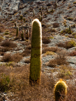 cactus Purmamarca, Northern Salta Provinces, Argentina, South America