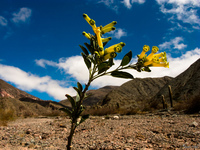view--lone flower Purmamarca, Northern Salta Provinces, Argentina, South America