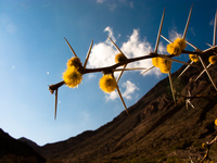 spiky flowers Purmamarca, Northern Salta Provinces, Argentina, South America