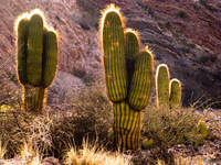 view--cactus hill Purmamarca, Northern Salta Provinces, Argentina, South America