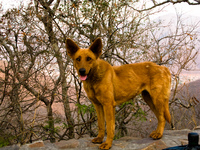 salta dog Cafayate, Salta, Jujuy and Salta Provinces, Argentina, South America