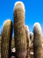 cactus Purmamarca, Tilcara, Jujuy and Salta Provinces, Argentina, South America
