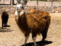 lama Purmamarca, Tilcara, Jujuy and Salta Provinces, Argentina, South America