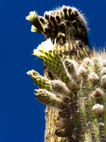 view--cactus flowers Purmamarca, Tilcara, Jujuy and Salta Provinces, Argentina, South America