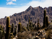 cactus mountain Purmamarca, Tilcara, Jujuy and Salta Provinces, Argentina, South America