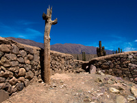 dead cactus Purmamarca, Tilcara, Jujuy and Salta Provinces, Argentina, South America