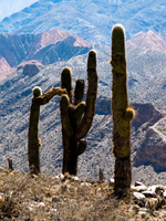 giving cactus Purmamarca, Tilcara, Jujuy and Salta Provinces, Argentina, South America