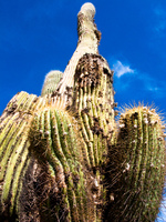 skyscraper cactus Purmamarca, Tilcara, Jujuy and Salta Provinces, Argentina, South America