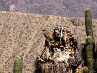 view--cactus bird Purmamarca, Tilcara, Jujuy and Salta Provinces, Argentina, South America