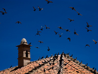 pigeon bombard Potosi, Sucre, Potosi Department, Santa Cruz Department, Bolivia, South America