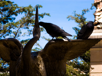 kiss of stone bird Potosi, Sucre, Potosi Department, Santa Cruz Department, Bolivia, South America
