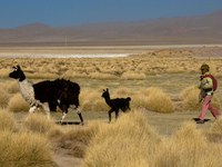 llama mother and baby Tupiza, Potosi Department, Bolivia, South America