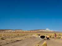 llama and llama girl Tupiza, Potosi Department, Bolivia, South America