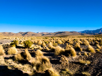 porcupine desert Tupiza, Potosi Department, Bolivia, South America