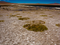 laguna morejon San Antonio, Potosi Department, Bolivia, South America