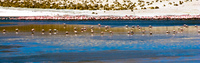 flamingos in laguna morejon San Antonio, Potosi Department, Bolivia, South America