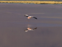flying flamingo in laguna colorada Laguna Colorado, Potosi Department, Bolivia, South America