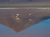 flying flamingos in laguna colorada Laguna Colorado, Potosi Department, Bolivia, South America