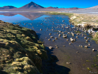 view--same laguna colorada Laguna Colorado, Potosi Department, Bolivia, South America