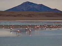 flamingos laguna honda Laguna Colorado, Potosi Department, Bolivia, South America