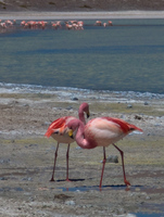 kissing flamingo Laguna Colorado, Potosi Department, Bolivia, South America